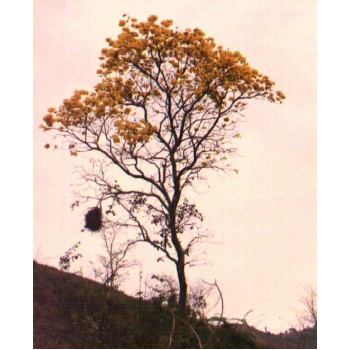  Ipê amarelo